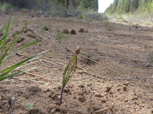 Ponderosa Pine seedling