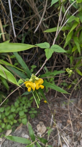 Image of Vigna reflexopilosa by (c) Cheng-Te Hsu, some rights reserved (CC BY)