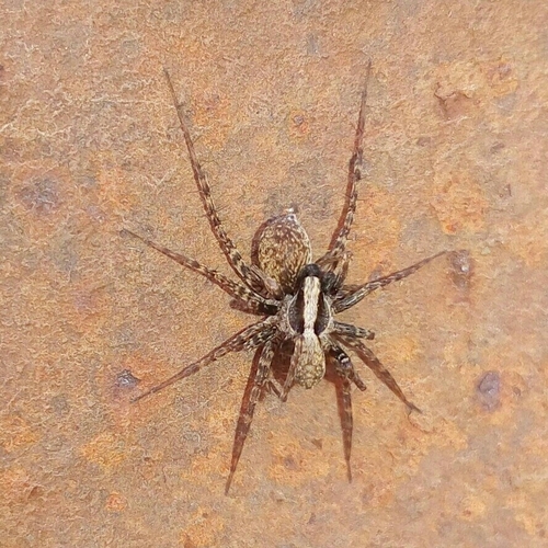 Common Forest Wolf Spider Complex