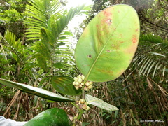 Peponidium