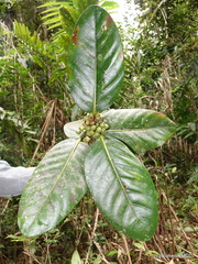 Peponidium
