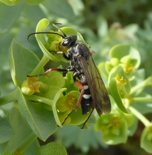 Red-legged Spider Wasp, Strand en Duin, Hoek van Holland, Nederland, photo 9 of 10