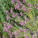 Cat Thyme - Photo (c) Quentin Scouflaire, some rights reserved (CC BY-NC), uploaded by Quentin Scouflaire