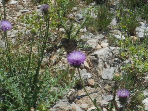 Satyrus actaea
