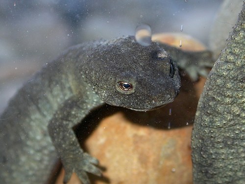 Pyrenean Brook Salamander, photo 3 of 8