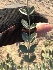 Astragalus lentiginosus borreganus