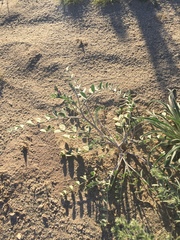 Astragalus lentiginosus borreganus