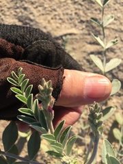 Astragalus lentiginosus borreganus