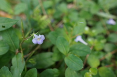 Bonnaya ruelloides