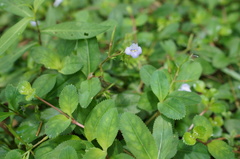 Bonnaya ruelloides