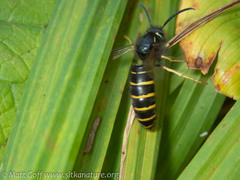 Dolichovespula norvegicoides