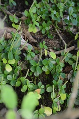 Peperomia urvilleana