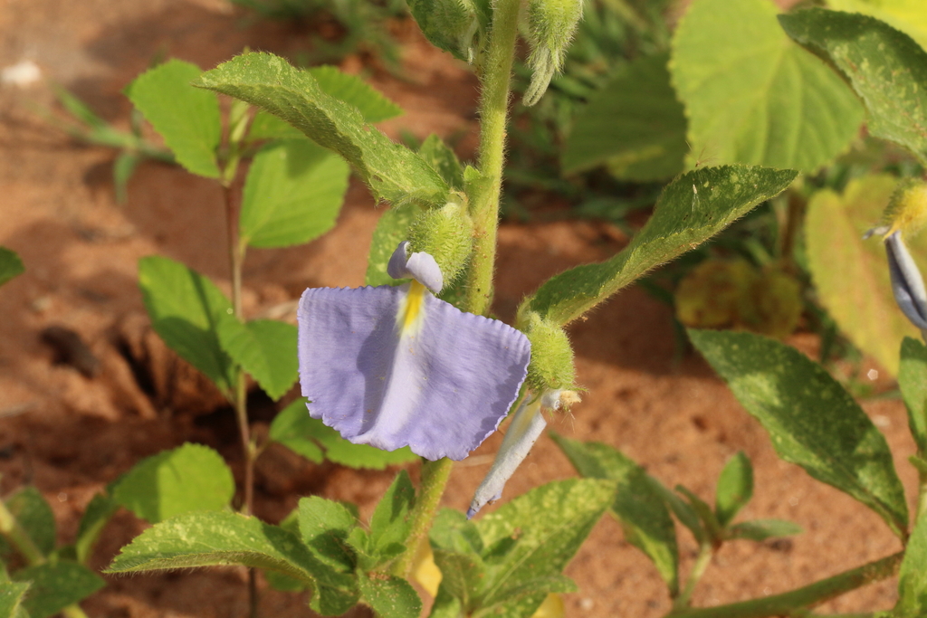 Pombalia