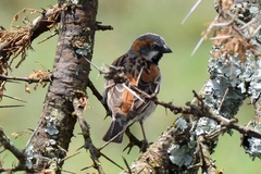 Passer rufocinctus