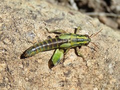 Campylacantha olivacea