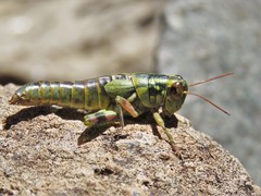 Campylacantha olivacea