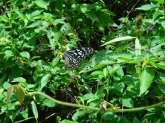 Tirumala limniace limniace