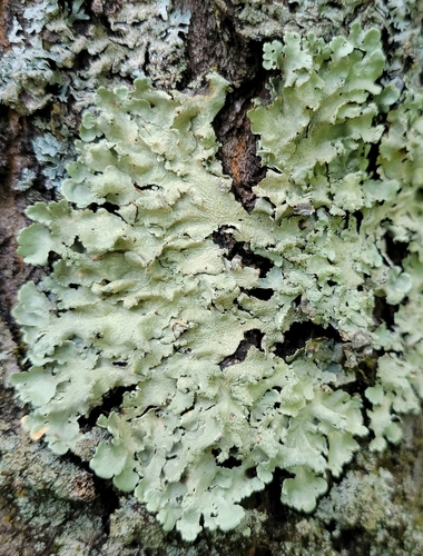 Common Greenshield Lichen