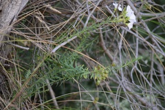 Linum monogynum monogynum
