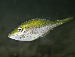 Bridled Leatherjacket photo 4