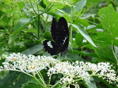 Papilio castor formosanus