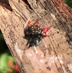 Gasteracantha cancriformis