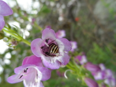 Anthophora marginata