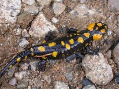 Salamandra corsica