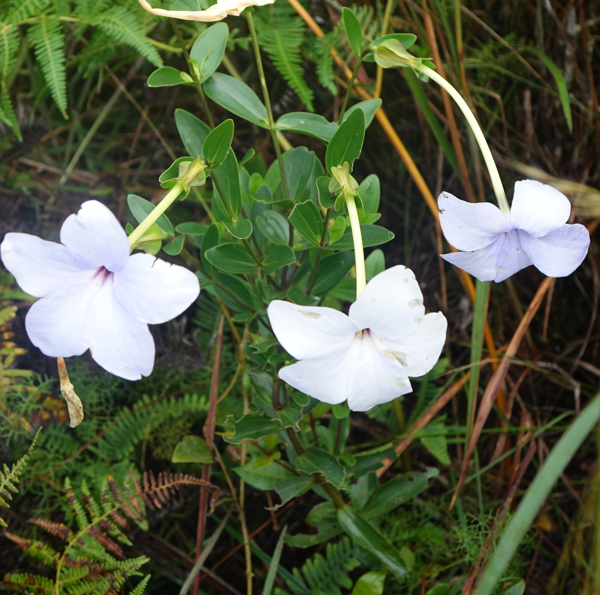 Tachiadenus longiflorus - Growing Guide & Care Tips | BioGardens.org