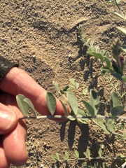 Astragalus lentiginosus borreganus