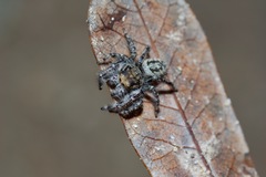 Phidippus pruinosus