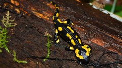 Salamandra salamandra