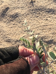 Astragalus lentiginosus borreganus