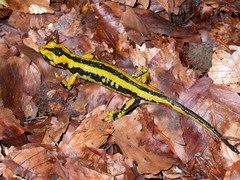 Salamandra salamandra