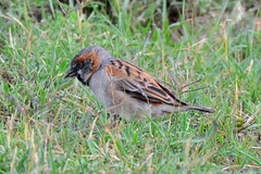 Passer rufocinctus