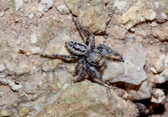 Phidippus pruinosus