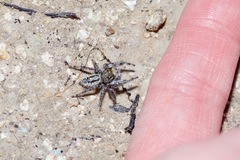 Phidippus pruinosus