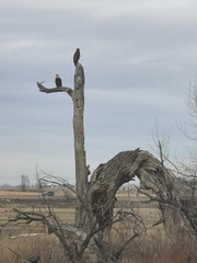 Haliaeetus leucocephalus