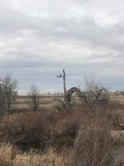 Haliaeetus leucocephalus