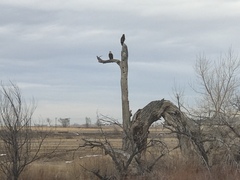Haliaeetus leucocephalus