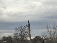 Haliaeetus leucocephalus