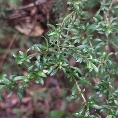 Chassalia densifolia image
