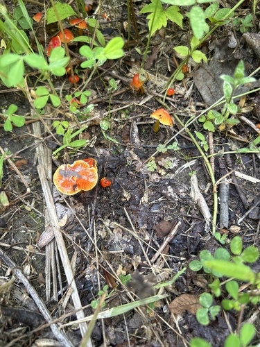 Fox Den Trail