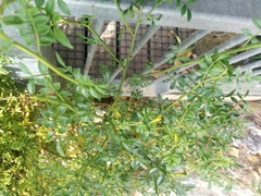 Chrysojasminum humile