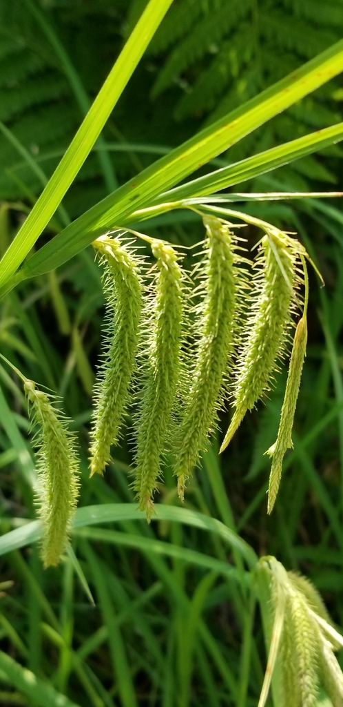 Carex crinita from Carling, ON P0G, Canada on July 2, 2023 at 11:23 AM ...