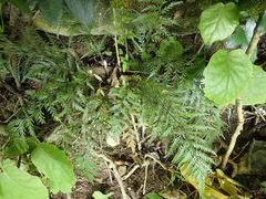 Asplenium appendiculatum