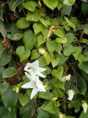 Calystegia tuguriorum