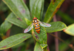 Episyrphus balteatus