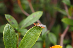 Episyrphus balteatus