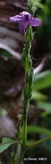 Hypoestes brachiata